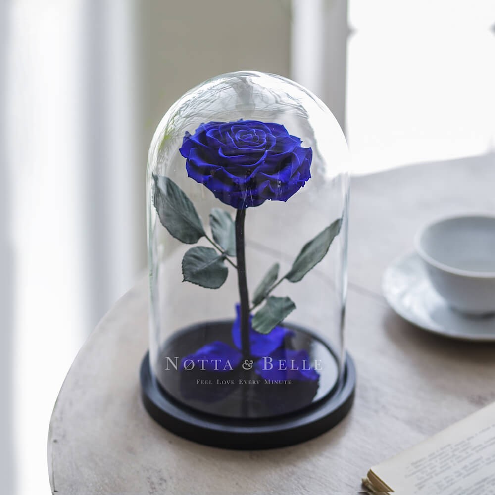Premium blue Rose