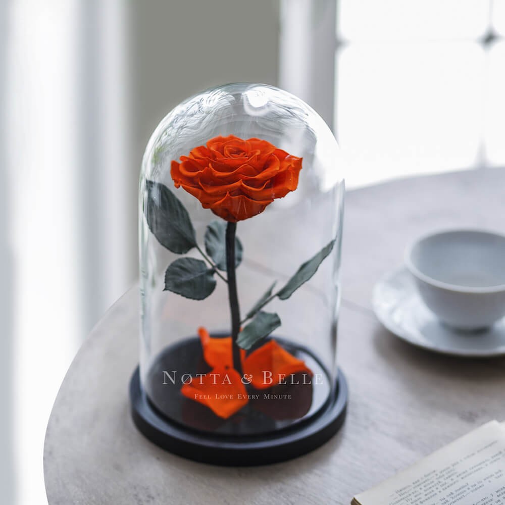 Premium orange Rose