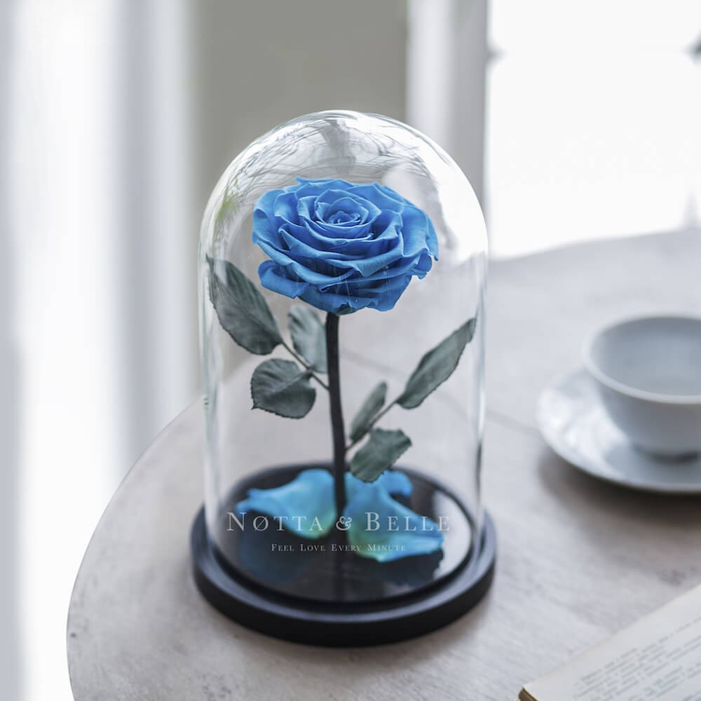 Premium light blue Rose