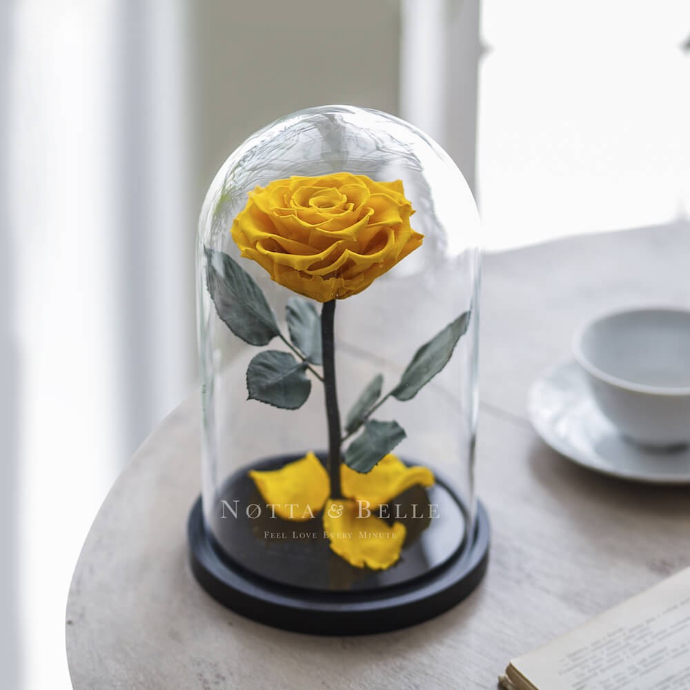 Premium yellow Rose