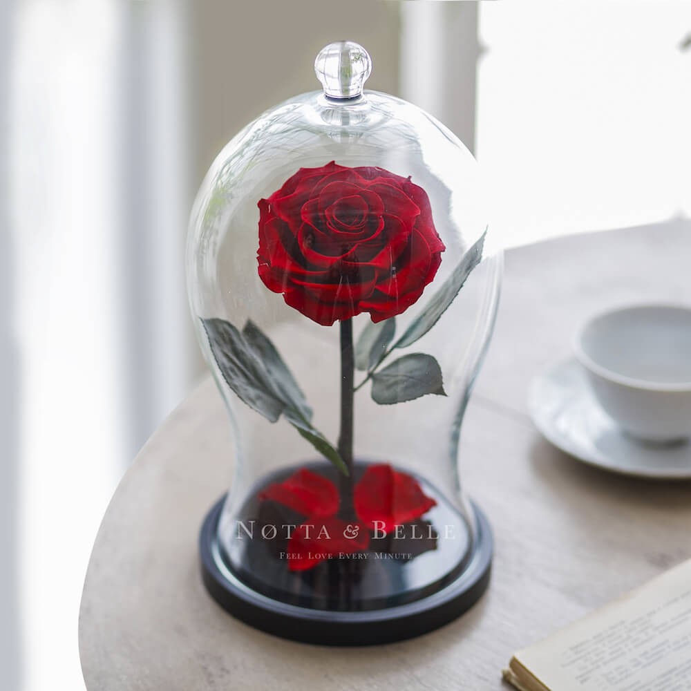 Premium X rote Rose