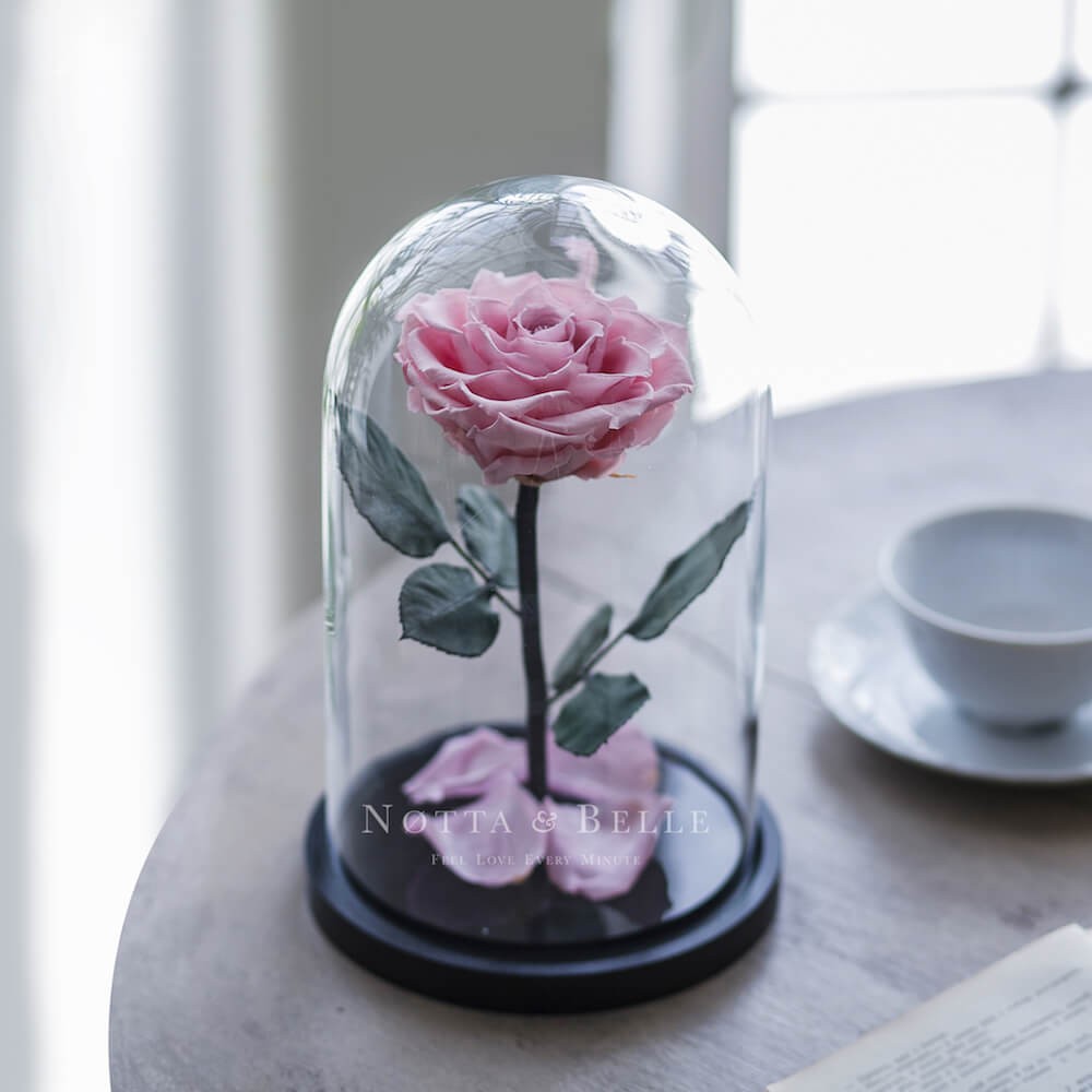 Premium Rosea tener Rosa