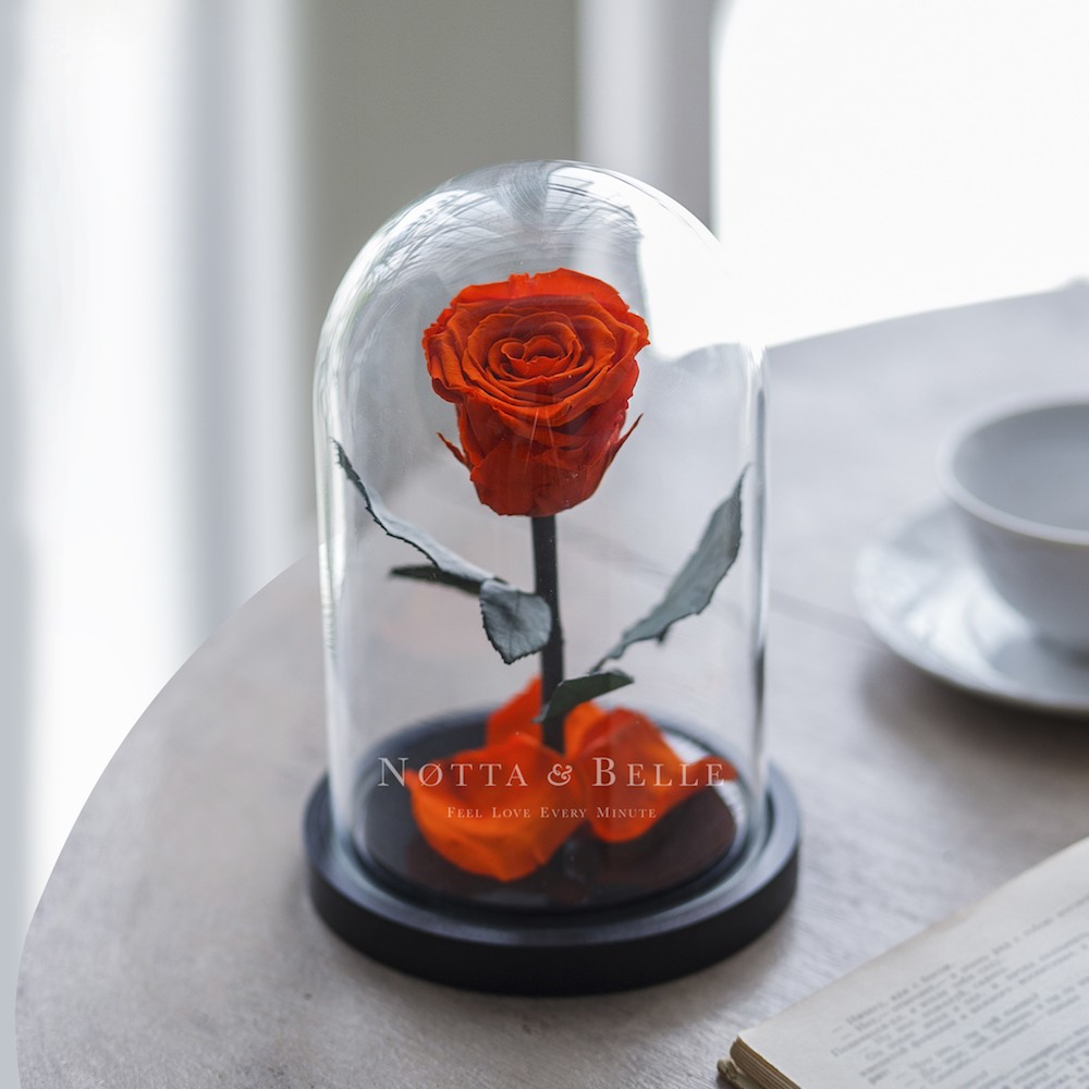 Mini oranžová Růže ve skle