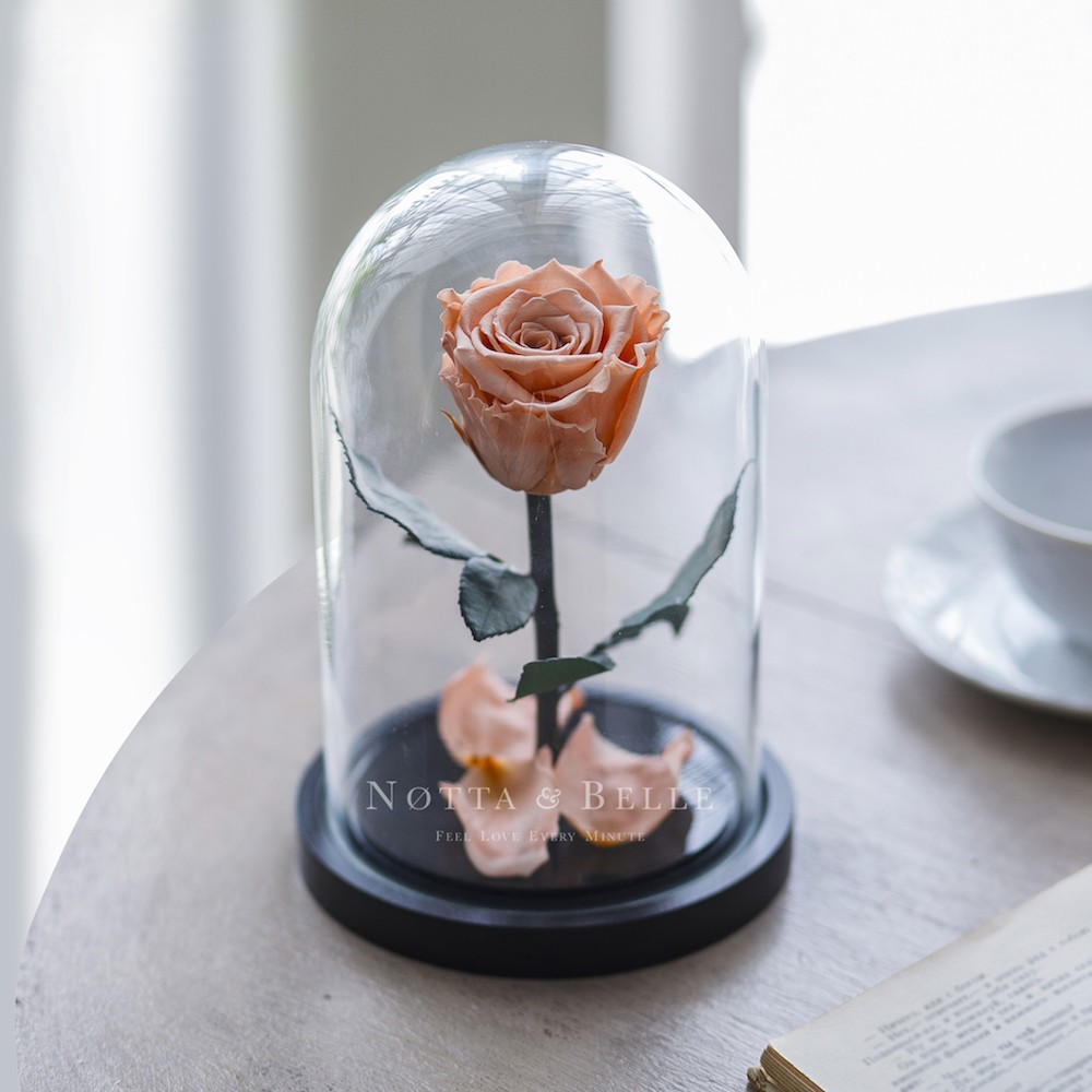 Mini broskvová Růže ve skle