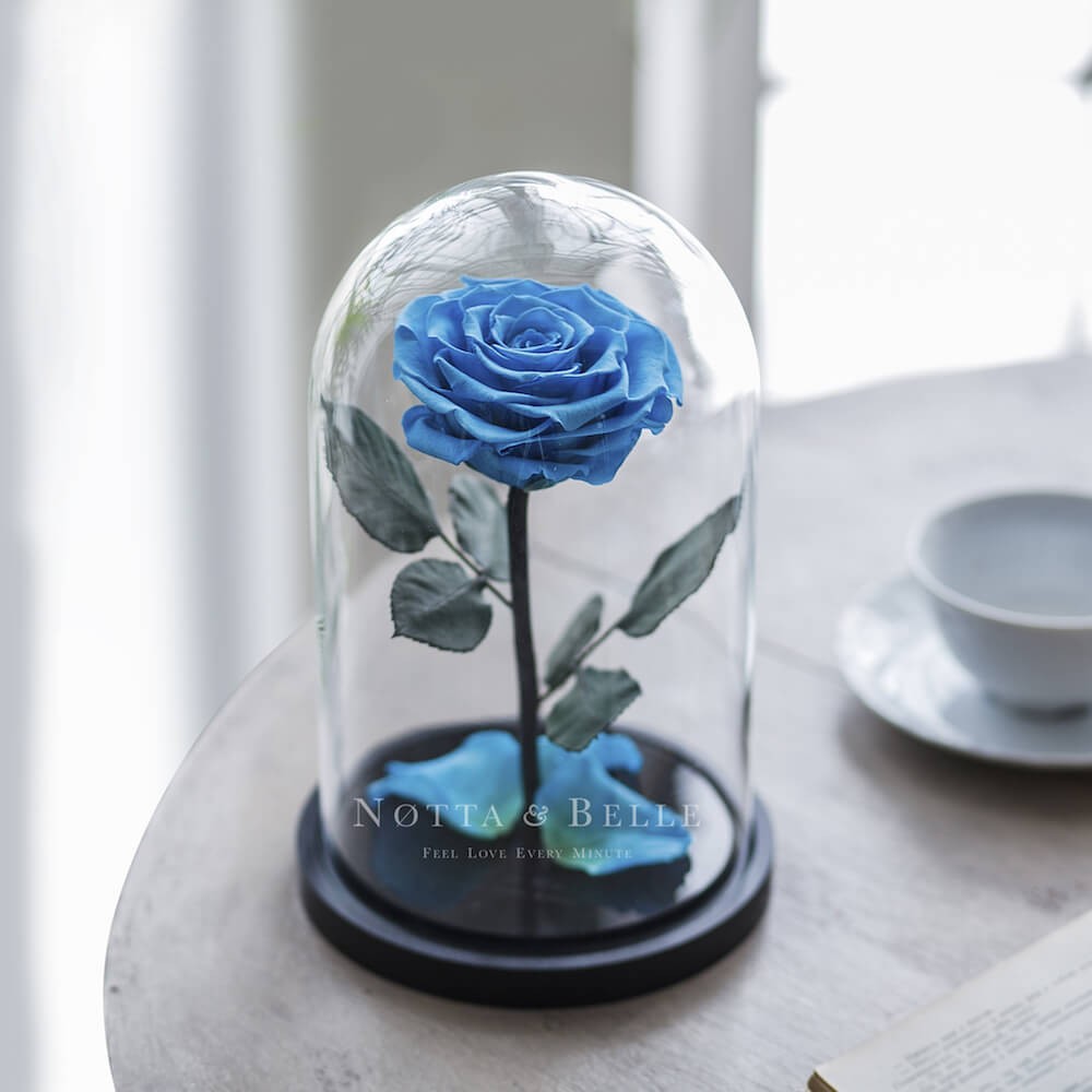 Premium Rosa color azzurro