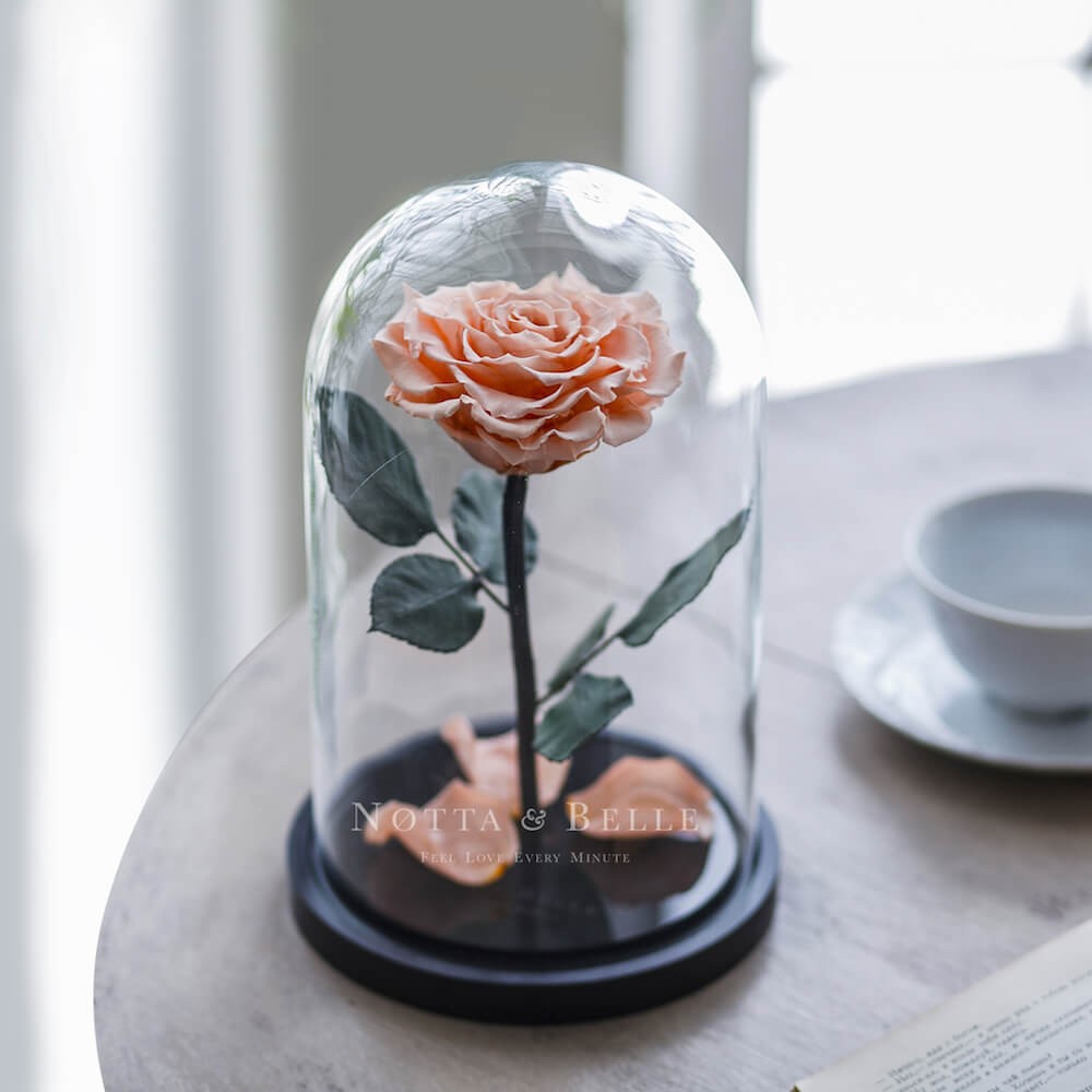 La persichina Premium Rosa