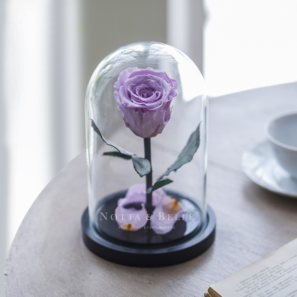 Mini Rosa colore lavanda
