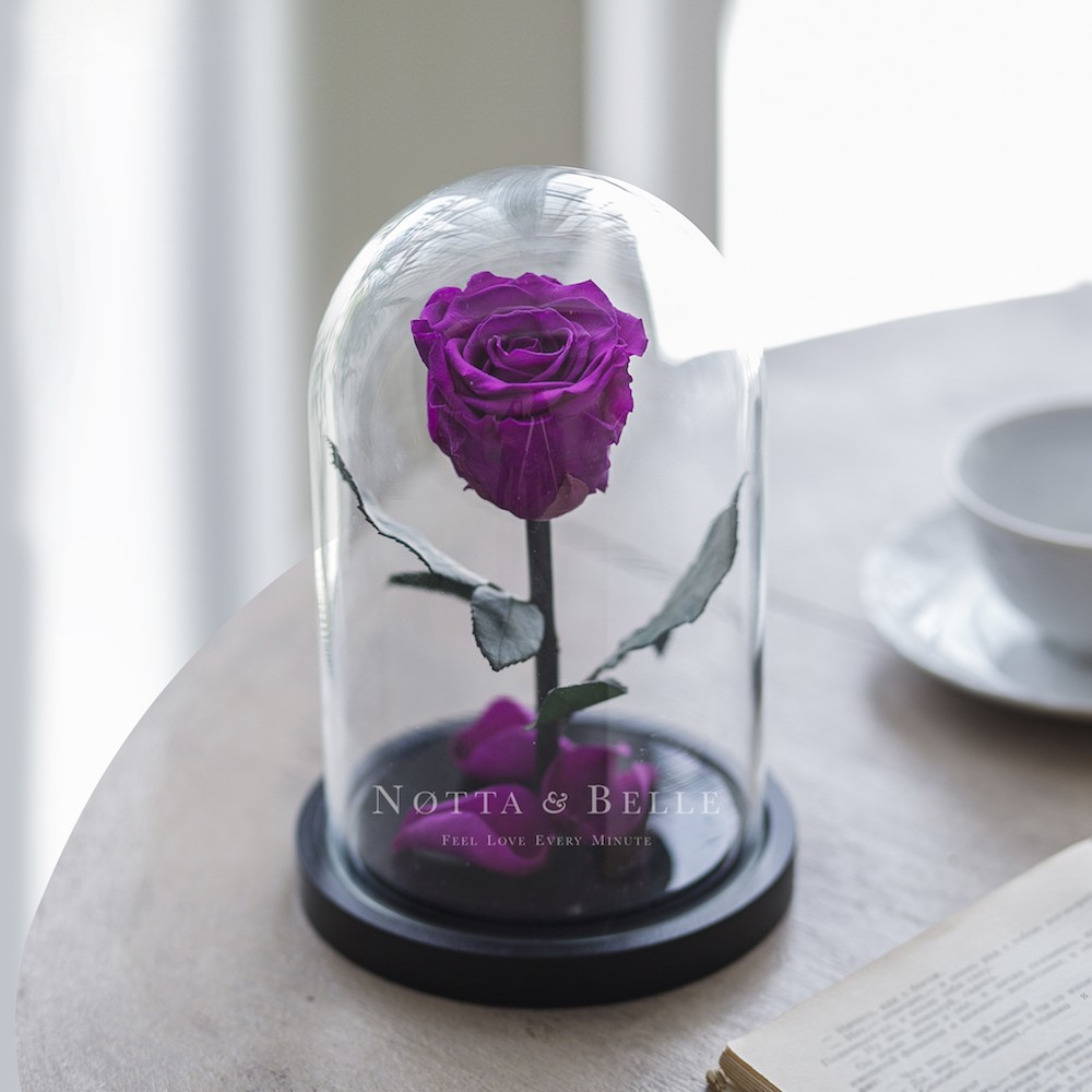 Rosa Morada Mini 