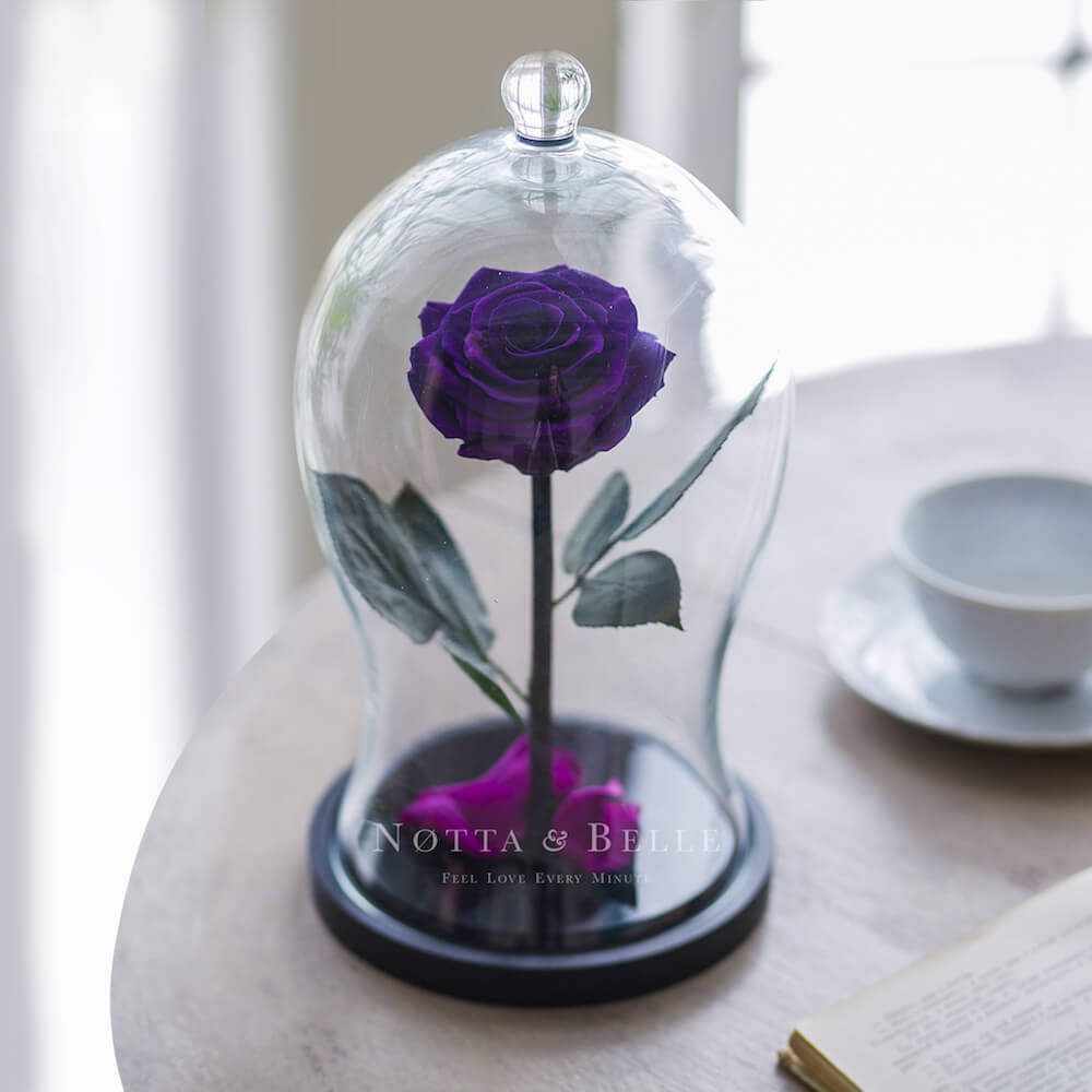 Rosa Morada Premium X