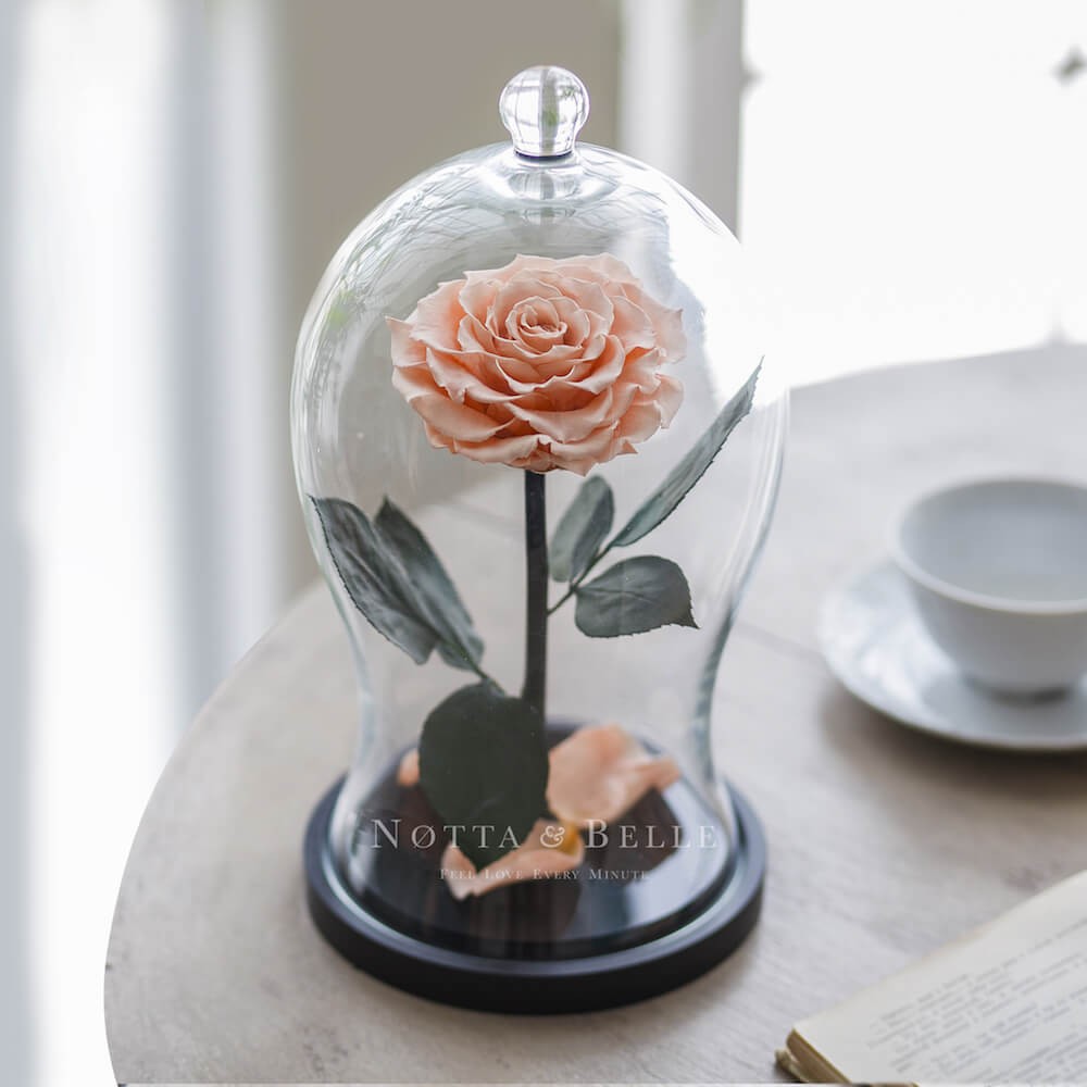 La persichina Premium X Rosa