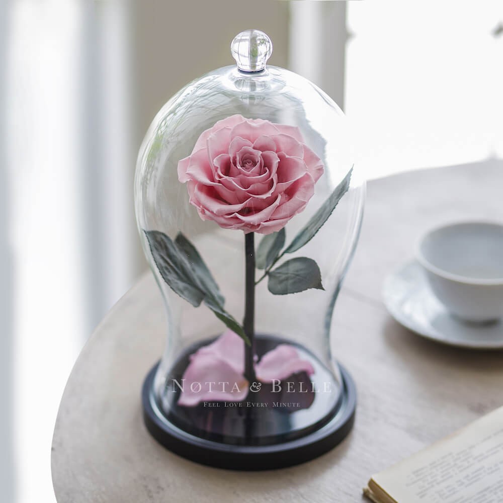 Premium X jemně růžová Růže ve skle