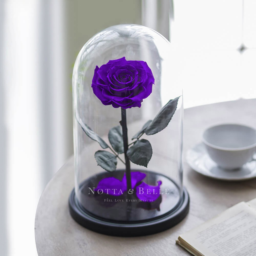 La viola King Rosa