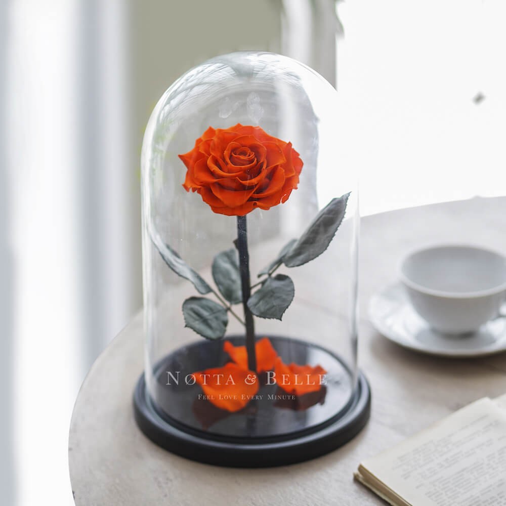 Rose King Orange