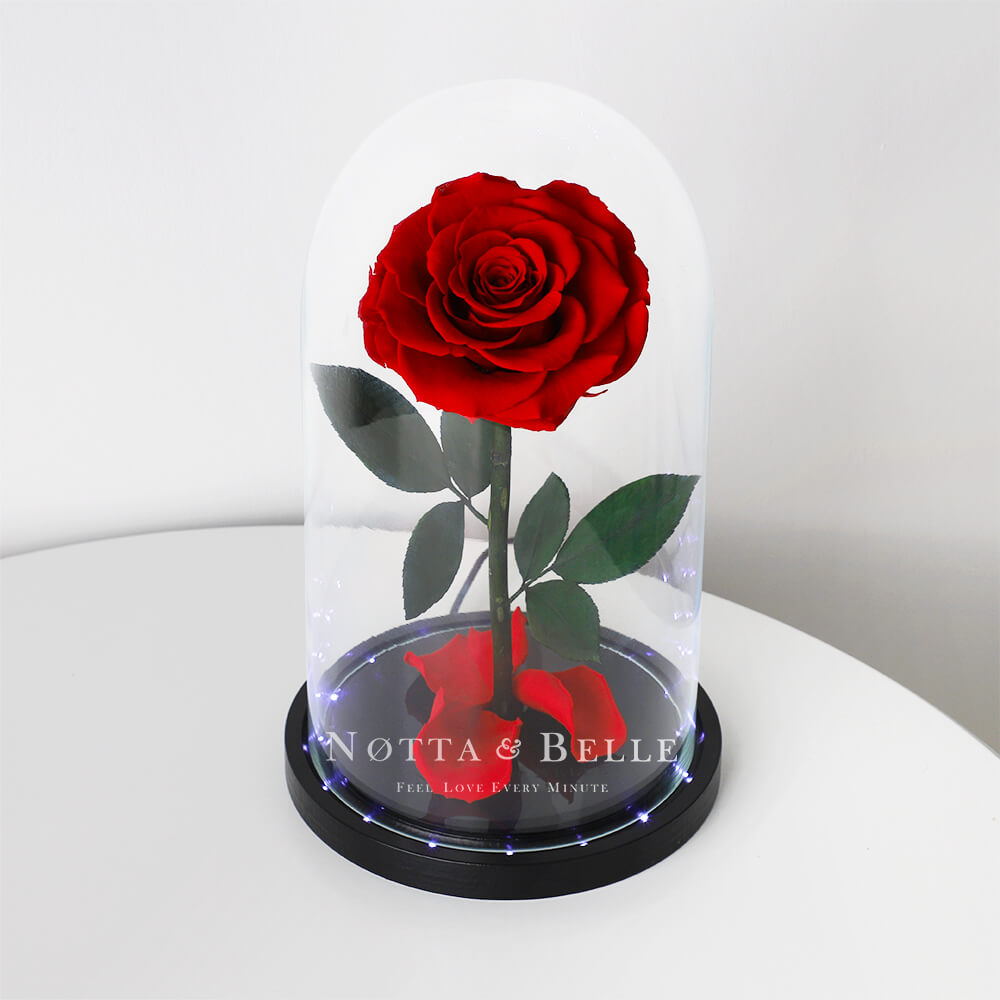 Rosa roja Iluminada en campana de cristal Premium