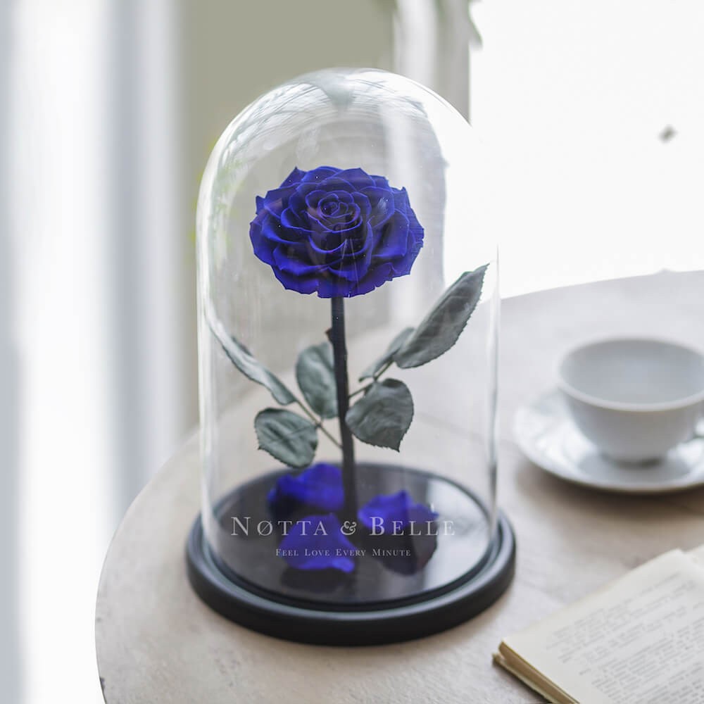 Rose King Bleu Foncé