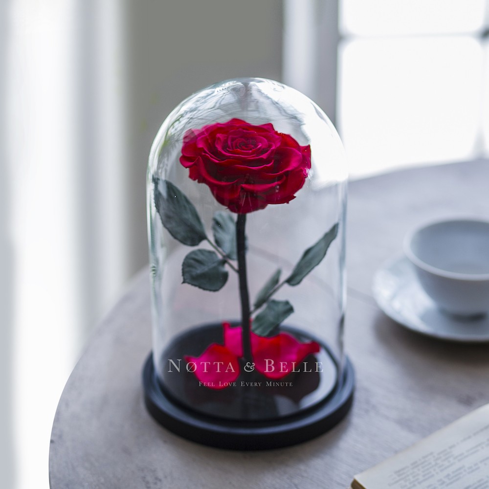Rose Premium Couleur Fuchsia