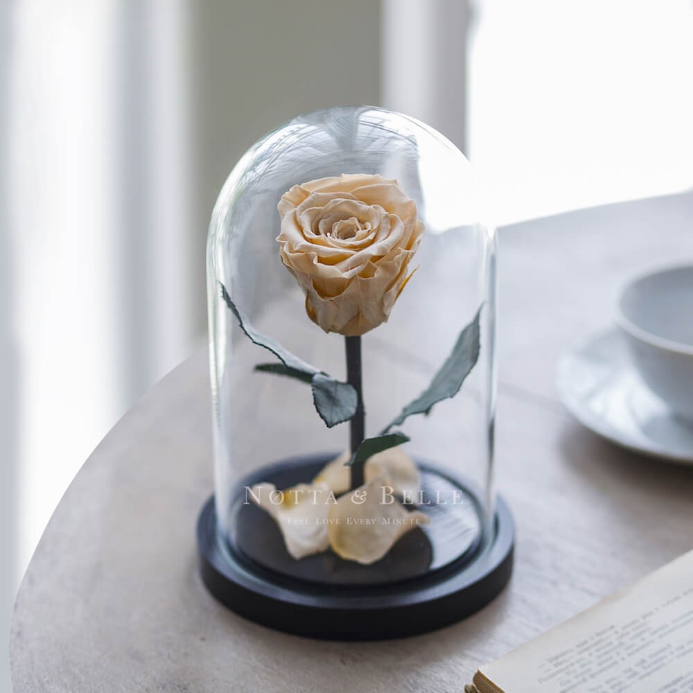 Rose Mini Couleur Champagne