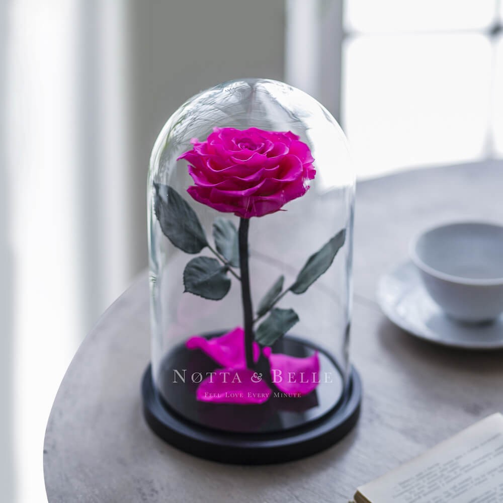 Premium bright pink Rose