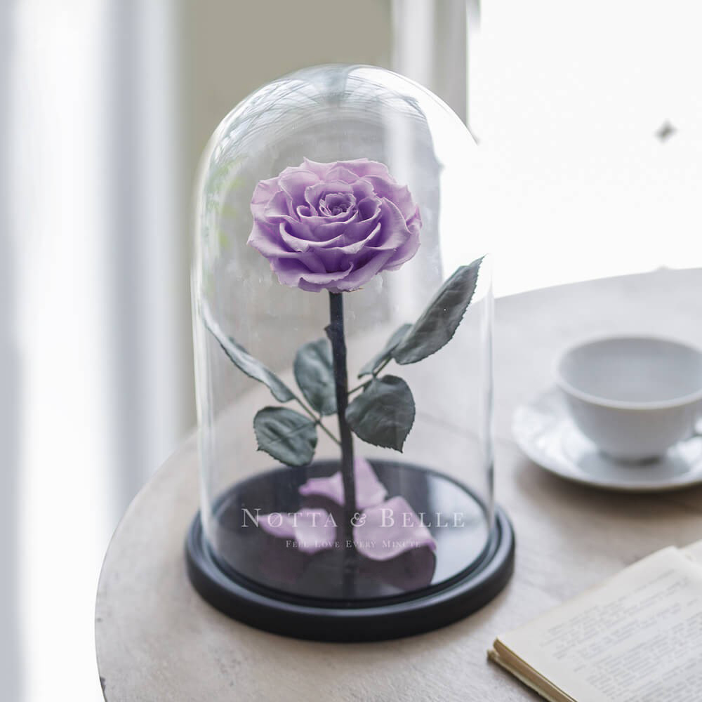 Colore lavanda King Rosa