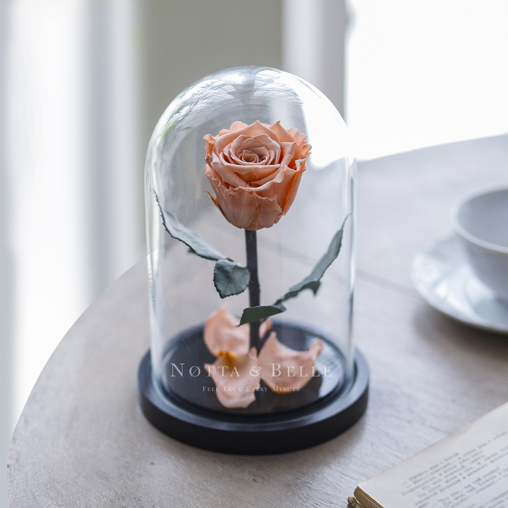 Mini peach Rose